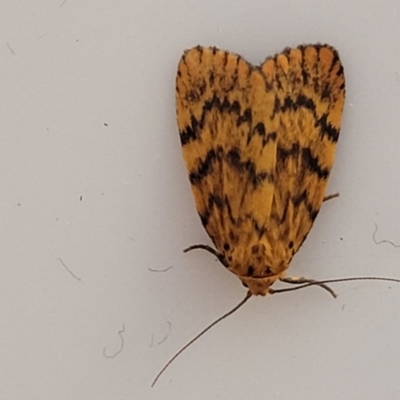 Cyme structa (Banded Lichen Moth) at Coolongolook, NSW - 18 Dec 2023 by trevorpreston