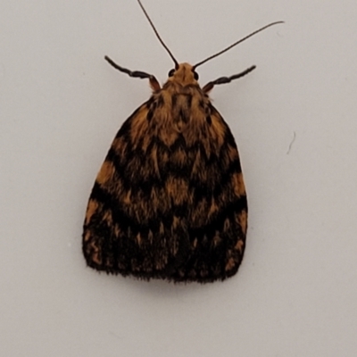 Cyme structa (Banded Lichen Moth) at Coolongolook, NSW - 18 Dec 2023 by trevorpreston