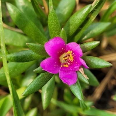 Unverified Other Wildflower or Herb at Coolongolook, NSW - 18 Dec 2023 by trevorpreston