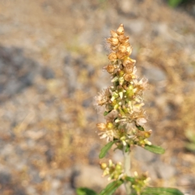Gamochaeta purpurea (Purple Cudweed) at Coolongolook, NSW - 18 Dec 2023 by trevorpreston