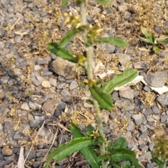 Gamochaeta purpurea at Coolongolook, NSW - 18 Dec 2023