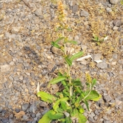 Gamochaeta purpurea at Coolongolook, NSW - 18 Dec 2023