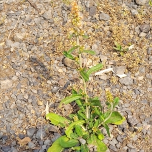 Gamochaeta purpurea at Coolongolook, NSW - 18 Dec 2023