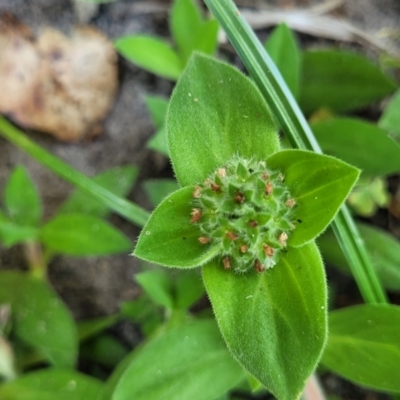 Richardia humistrata (Richardia Weed) at Nambucca Heads, NSW - 17 Dec 2023 by trevorpreston