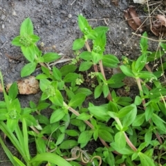 Richardia humistrata at Nambucca Heads, NSW - 17 Dec 2023 01:15 PM