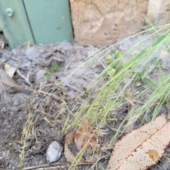 Lachnagrostis filiformis (Blown Grass) at Nambucca Heads, NSW - 17 Dec 2023 by trevorpreston