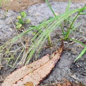 Lachnagrostis filiformis at Nambucca Heads, NSW - 17 Dec 2023 01:14 PM