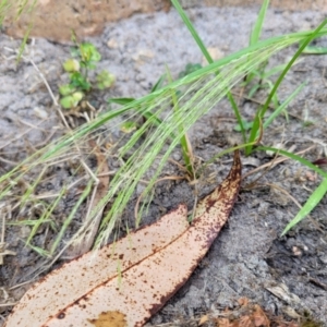 Lachnagrostis filiformis at Nambucca Heads, NSW - 17 Dec 2023