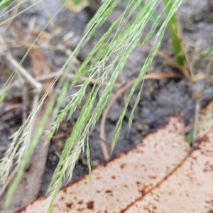 Lachnagrostis filiformis at Nambucca Heads, NSW - 17 Dec 2023