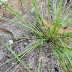 Lachnagrostis filiformis at Nambucca Heads, NSW - 17 Dec 2023