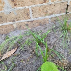 Lachnagrostis filiformis at Nambucca Heads, NSW - 17 Dec 2023 01:14 PM