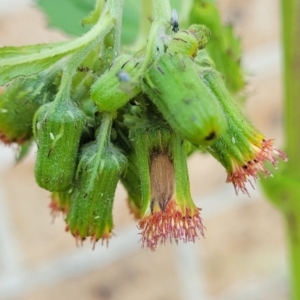 Crassocephalum crepidioides at Nambucca Heads, NSW - 17 Dec 2023