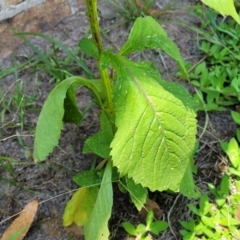 Crassocephalum crepidioides at Nambucca Heads, NSW - 17 Dec 2023