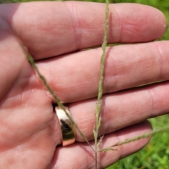 Digitaria didactyla at Nambucca Heads, NSW - 17 Dec 2023