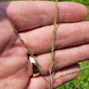 Digitaria didactyla at Nambucca Heads, NSW - 17 Dec 2023