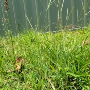 Digitaria didactyla at Nambucca Heads, NSW - 17 Dec 2023