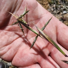 Cymbopogon refractus at Rob Roy Range - 18 Dec 2023