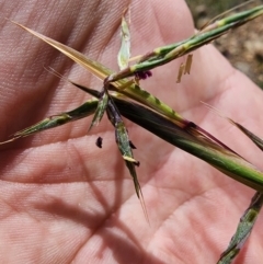 Cymbopogon refractus at Rob Roy Range - 18 Dec 2023 01:02 PM