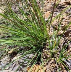 Cymbopogon refractus at Rob Roy Range - 18 Dec 2023