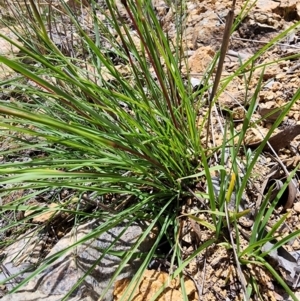 Cymbopogon refractus at Rob Roy Range - 18 Dec 2023