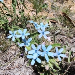 Oxypetalum coeruleum (Tweedia or Southern Star) at Tuggeranong, ACT - 18 Dec 2023 by HarleyB