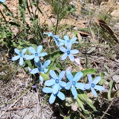 Oxypetalum coeruleum (Tweedia or Southern Star) at Tuggeranong, ACT - 18 Dec 2023 by HarleyB