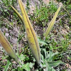 Oxypetalum coeruleum at Rob Roy Range - 18 Dec 2023 12:36 PM