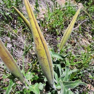 Oxypetalum coeruleum at Rob Roy Range - 18 Dec 2023 12:36 PM