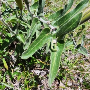 Oxypetalum coeruleum at Rob Roy Range - 18 Dec 2023