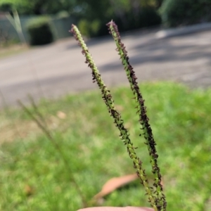 Paspalum notatum at Nambucca Heads, NSW - 17 Dec 2023