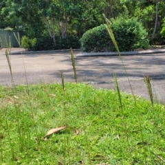 Paspalum notatum at Nambucca Heads, NSW - 17 Dec 2023