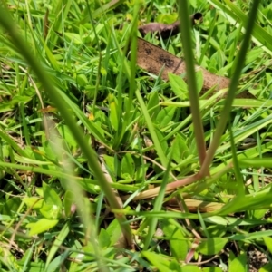 Paspalum notatum at Nambucca Heads, NSW - 17 Dec 2023 01:11 PM