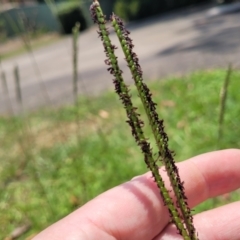 Paspalum notatum at Nambucca Heads, NSW - 17 Dec 2023