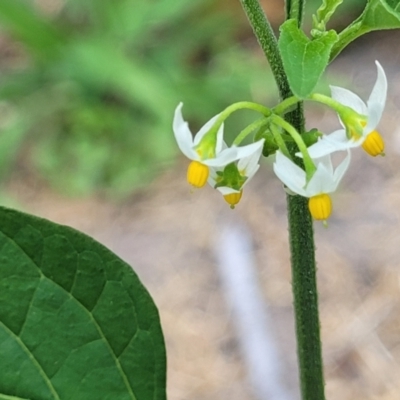 Solanum nodiflorum (Glossy Nightshade) at Nambucca Heads, NSW - 17 Dec 2023 by trevorpreston