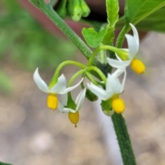 Solanum nodiflorum at Nambucca Heads, NSW - 17 Dec 2023