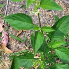 Solanum nodiflorum at Nambucca Heads, NSW - 17 Dec 2023