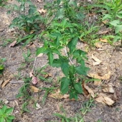 Solanum nodiflorum at Nambucca Heads, NSW - 17 Dec 2023 01:03 PM