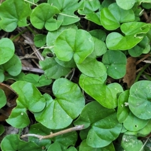 Dichondra repens at Nambucca Heads, NSW - 17 Dec 2023