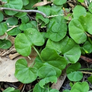 Dichondra repens at Nambucca Heads, NSW - 17 Dec 2023 01:02 PM