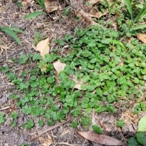 Dichondra repens at Nambucca Heads, NSW - 17 Dec 2023 01:02 PM