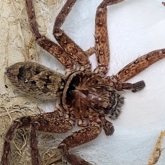 Heteropoda jugulans (Brown Huntsman Spider) at Nambucca Heads, NSW - 17 Dec 2023 by trevorpreston