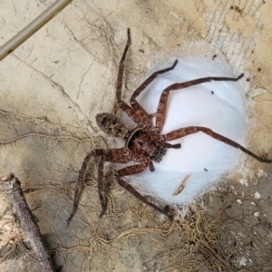 Heteropoda jugulans at Nambucca Heads, NSW - 17 Dec 2023 01:01 PM