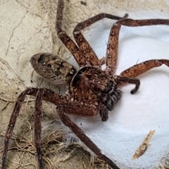 Heteropoda jugulans at Nambucca Heads, NSW - 17 Dec 2023 01:01 PM