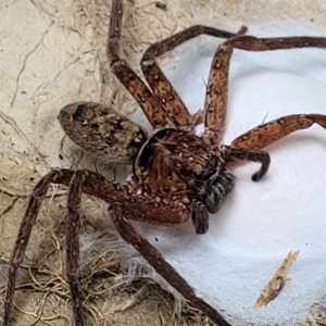 Heteropoda jugulans at Nambucca Heads, NSW - 17 Dec 2023 01:01 PM