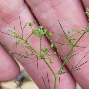 Cyclospermum leptophyllum at Nambucca Heads, NSW - 17 Dec 2023