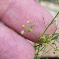 Cyclospermum leptophyllum at Nambucca Heads, NSW - 17 Dec 2023