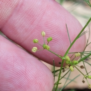 Cyclospermum leptophyllum at Nambucca Heads, NSW - 17 Dec 2023