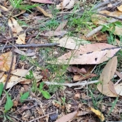 Cyclospermum leptophyllum at Nambucca Heads, NSW - 17 Dec 2023