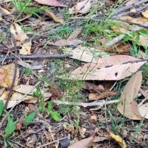 Cyclospermum leptophyllum at Nambucca Heads, NSW - 17 Dec 2023