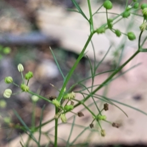 Cyclospermum leptophyllum at Nambucca Heads, NSW - 17 Dec 2023